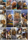 Hamster Collage