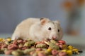 Hamster among colored Food for rodents on a gray background Royalty Free Stock Photo