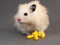 Hamster with corn