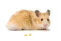 Hamster and corn seeds