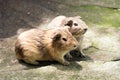 Hamster couple outdoor Royalty Free Stock Photo
