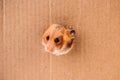 Hamster, crawls into the torn hole on the cardboard. animal