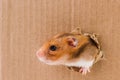 Hamster, crawls into the torn hole on the cardboard.