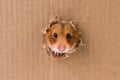 Hamster, crawls into the torn hole on the cardboard.