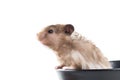 Hamster (Cricetus) in a bowl Royalty Free Stock Photo