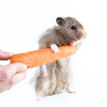 Hamster (Cricetus) with carrot Royalty Free Stock Photo