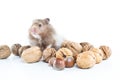 Hamster (Cricetus) with mixed nuts Royalty Free Stock Photo