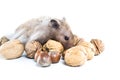 Hamster (Cricetus) with mixed nuts Royalty Free Stock Photo