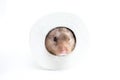 Hamster (Cricetus) in a toilet roll Royalty Free Stock Photo