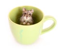 Hamster in cup Royalty Free Stock Photo