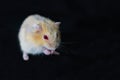 Hamster Cute Exotic Red-eyed Isolated on Black Background , Cute funny Syrian hamster , Pet health care Royalty Free Stock Photo