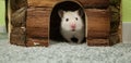 Hamster Royalty Free Stock Photo