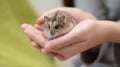 Hamster Cuteness in a child`s hands