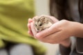 Hamster Cuteness in a child`s hands