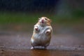 hamster dancing in the rain, neural network generated image