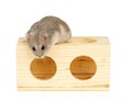 Hamster Royalty Free Stock Photo