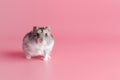 hamster dzhungarik on a pink background, copy space