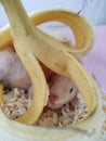 Hamster eat banana and lie under banana Royalty Free Stock Photo