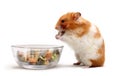 A hamster eating Royalty Free Stock Photo