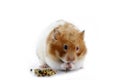 Hamster eating Royalty Free Stock Photo