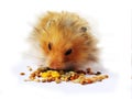 Hamster eating Royalty Free Stock Photo