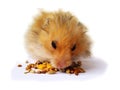 Hamster eating Royalty Free Stock Photo