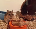 Hamster eating food Royalty Free Stock Photo