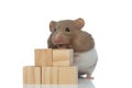 Hamster eating his seed behind a block of wooden cubs Royalty Free Stock Photo