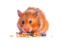 Hamster. Eating little cute pet Royalty Free Stock Photo