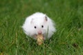 Hamster eating a peanut Royalty Free Stock Photo