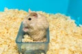 Hamster eating sunflower seeds in a box Royalty Free Stock Photo