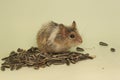 A hamster is eating sunflower seeds. Royalty Free Stock Photo