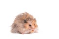 Hamster eating on a white background Royalty Free Stock Photo