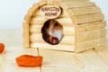 The hamster eats dried apricots inside wooden house. Royalty Free Stock Photo