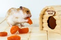 A hamster eats dried apricots near his house.