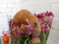 Hamster eats flowers from a bouquet