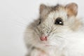 Hamster face close-up on a light background. Cute syrian hamster on white background