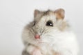 Hamster face close-up on a light background. Cute syrian hamster on white background Royalty Free Stock Photo