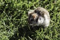 Hamster in a lawn close up