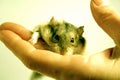 Hamster in Hand Royalty Free Stock Photo