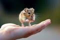 hamster in hand. cute little hamster try move to hand, hamster feeling wonder and excite, hamster holding snack on nature