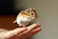 hamster in hand. cute little hamster try move to hand, hamster feeling wonder and excite, hamster holding snack on nature