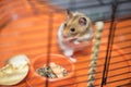 Hamster having existential crisis in the cage Royalty Free Stock Photo