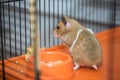 Hamster having existential crisis in the cage Royalty Free Stock Photo