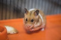 Hamster having existential crisis in the cage Royalty Free Stock Photo