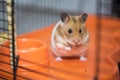 Hamster having existential crisis in the cage Royalty Free Stock Photo