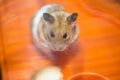 Hamster having existential crisis in the cage Royalty Free Stock Photo