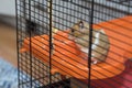 Hamster having existential crisis in the cage Royalty Free Stock Photo