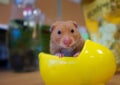 A hamster in her nest Royalty Free Stock Photo