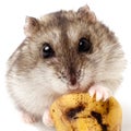 Hamster holding a old banana Royalty Free Stock Photo